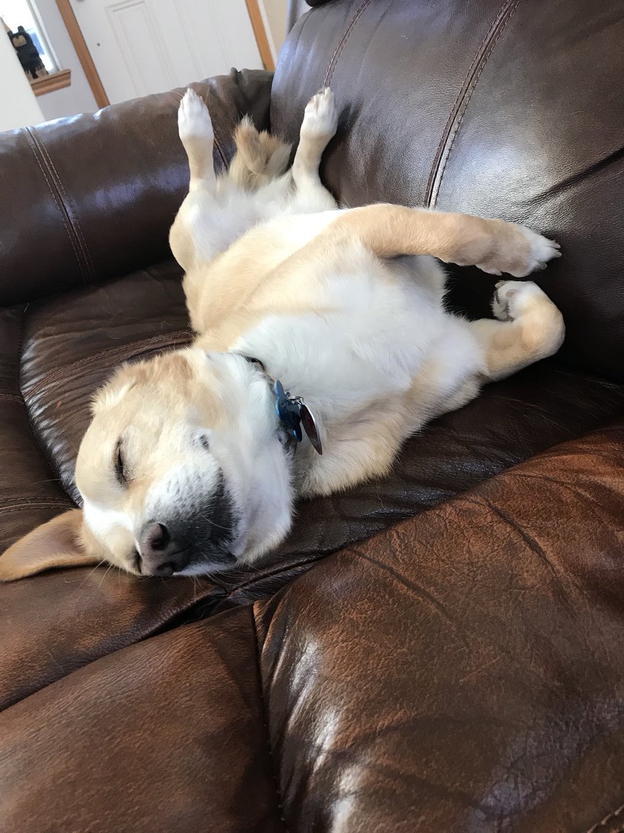 markhaastv's tweet photo. @JoshuaDover This is Dale. He used to live on the streets of Bakersfield, but now he’s a big city spoiled dog. I have no thoughts on your argument but I like tweeting pictures of #DaleDog. https://t.co/l3WyfinNTW