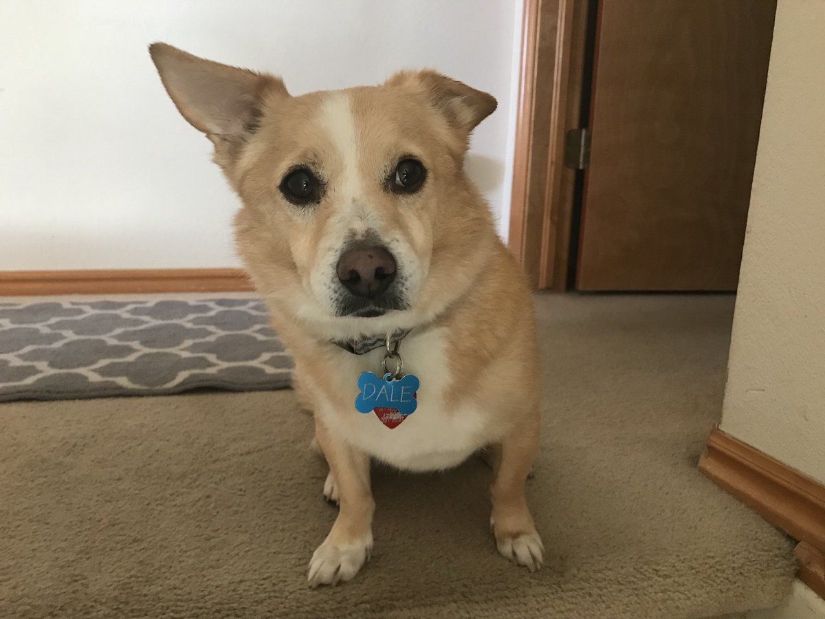 markhaastv's tweet photo. @JoshuaDover This is Dale. He used to live on the streets of Bakersfield, but now he’s a big city spoiled dog. I have no thoughts on your argument but I like tweeting pictures of #DaleDog. https://t.co/l3WyfinNTW