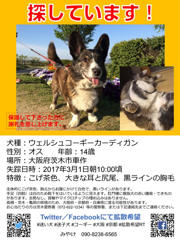 naocyar01's tweet photo. ロコ、15歳のお誕生日おめでと♪
今年も一緒にお祝いできないけど、ずっとずっと思っていますよ。

◾️固定ツイの拡散をお願いします。
#迷い犬 #迷子犬 #保護 #迷子 #コーギー #大阪府 #茨木市 #高槻市 #京都府 #亀岡 #兵庫 #拡散希望RT https://t.co/BETTcRvitL