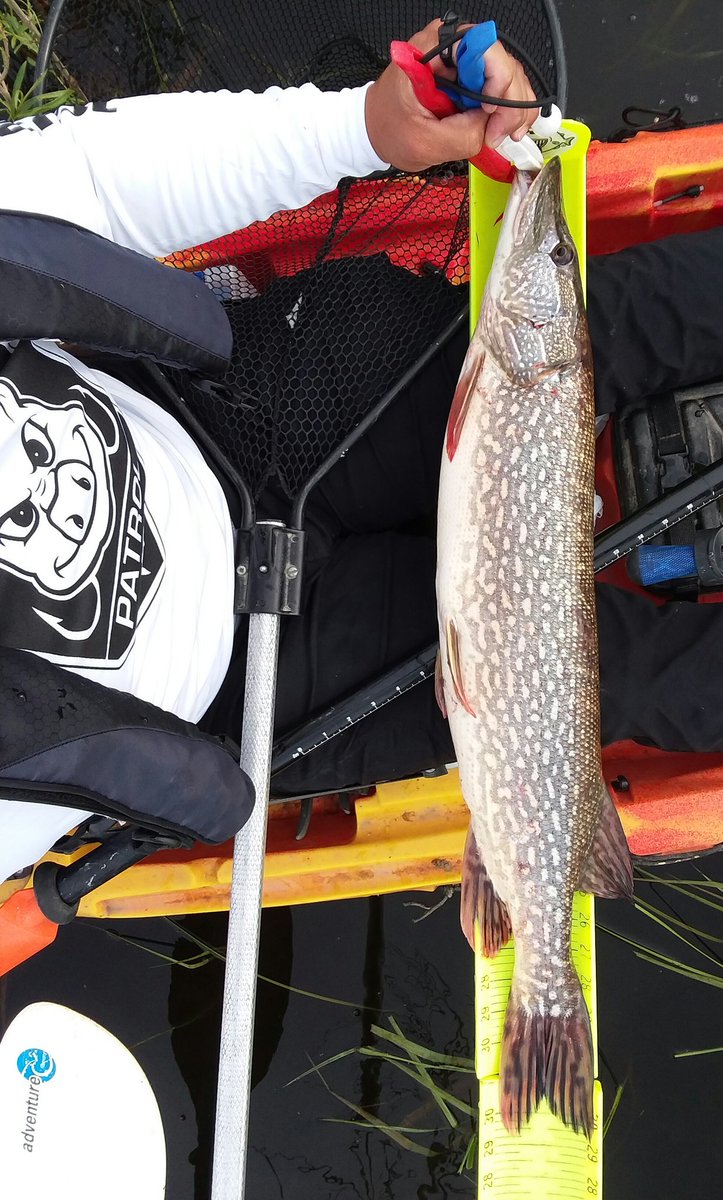 Kayak_Dizz's tweet photo. Records are meant to be broken!
β’
Beat my PB Pike tonight.
β
β
β
Team Mues Kayak Fishing
β’
#TeamMues #Kayakfishing #Northern #Pike #PikeFishing #SlimeRocket #Nebraskafishing #thegoodlife #NGPC #pigpatrol #TeamPIG #linecutterz #outdoors #outdoorlife #nature #TeamMuesEdit https://t.co/jG07z6PCi6