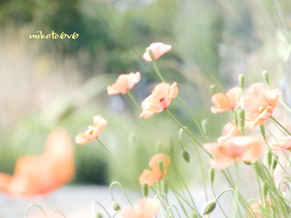 Mikoto オレンジ色で可愛らしい ヒナゲシ 今年は見かけないなぁ と思いきや どんどん咲いてきました この散歩道も 賑やかに 花言葉 心の平静 癒し 慰め ナガミヒナゲシ 長実雛芥子 ポピー 花 春 初夏 Papaverdubium