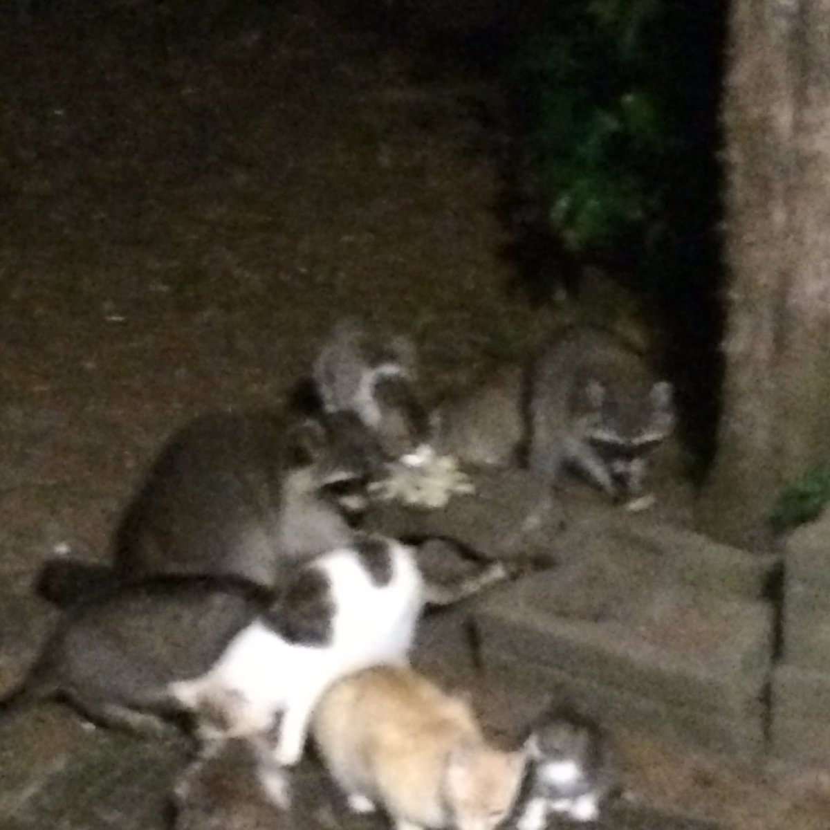 devilsliaison_'s tweet image. The raccoons showed up for dinner