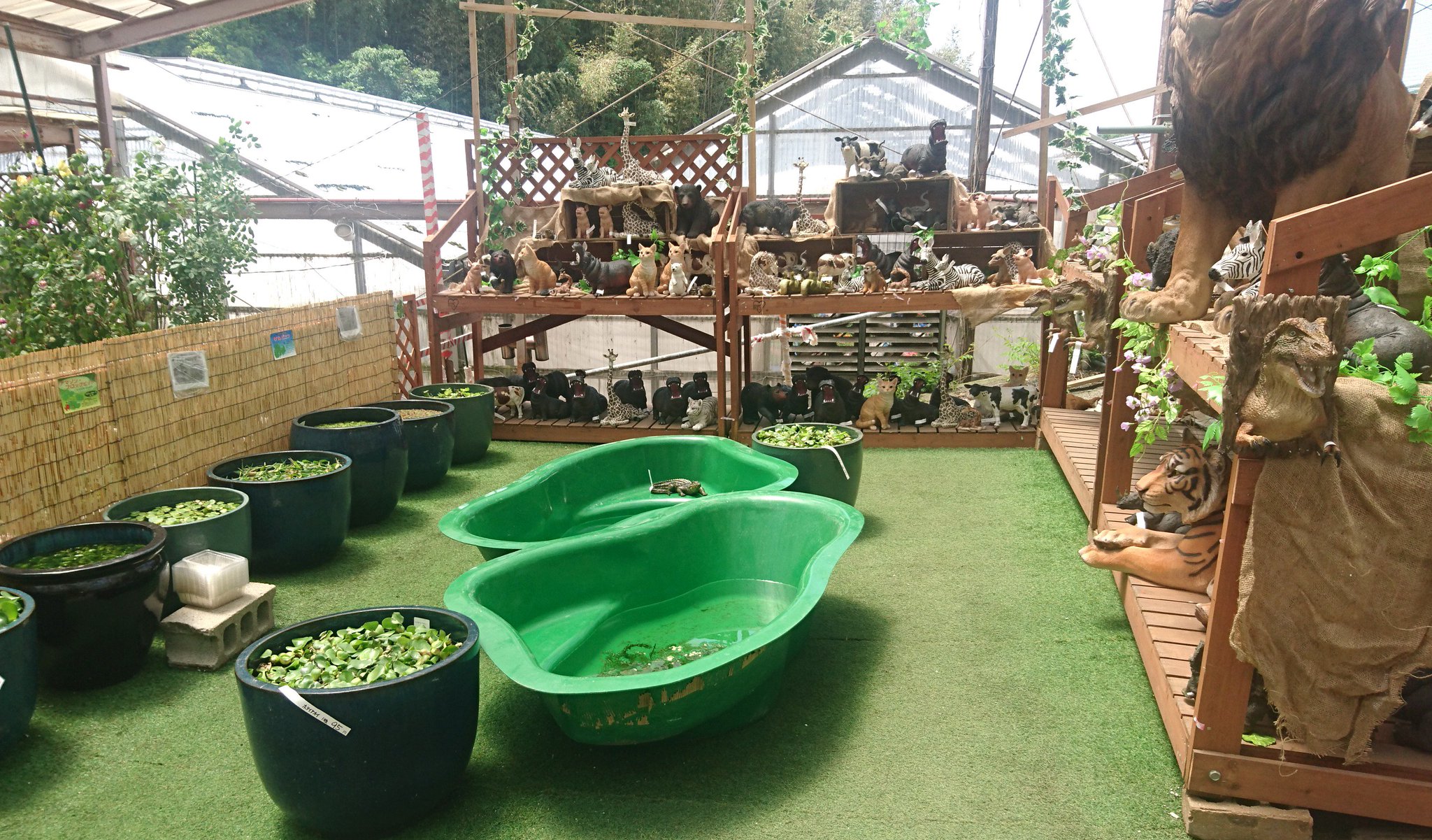 株 国華園 公式 水生植物コーナーと言うか この一角だったのですが 何コーナーなんでしょうか ここは ジャングル ちなみに3枚目の写真の壁掛けの恐竜が 中の人の今季イチオシ商品です 株 国華園 公式 水生植物コーナーと言うか この一角だったのですが 何コーナーなんでしょうか ここは ジャングル ちなみに3枚目の写真の壁掛けの恐竜が 中の人の今季イチオシ商品です