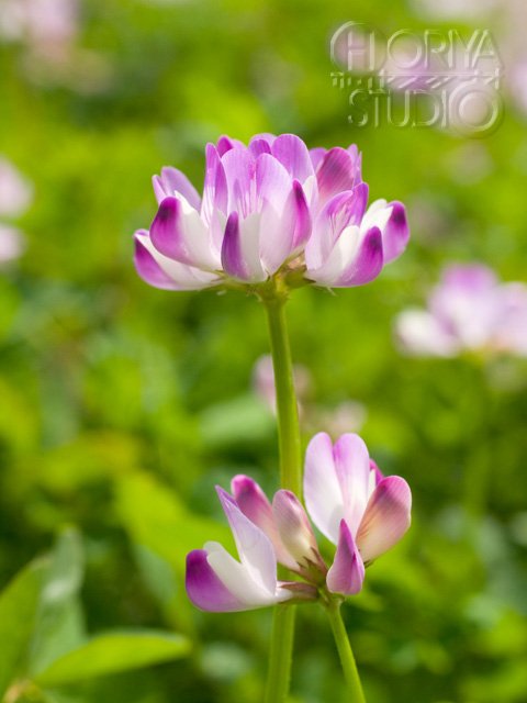 Mobile Flower Pot スマホ ケータイ用無料花の待受画像 Mobile Flower Pot 5 15追加 レンゲ T Co Iefusn5jld 待ち受け 待受け 待受 壁紙 花