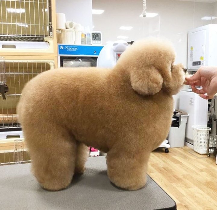 bonnieventure's tweet image. i dont use the words absolute unit lightly but let me say.........this is