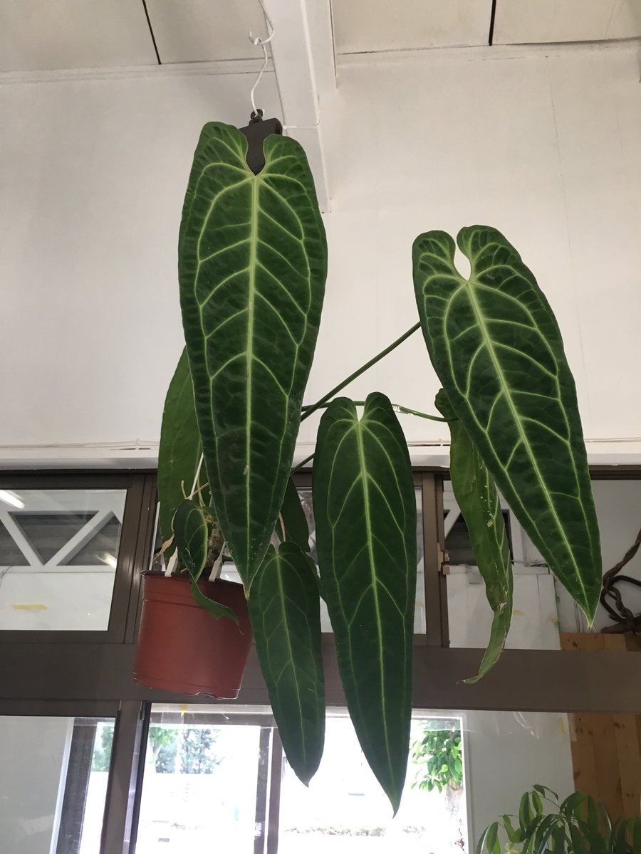 djsb.1418 超希少❗️原種アンスリウムレガレ 新葉展開中