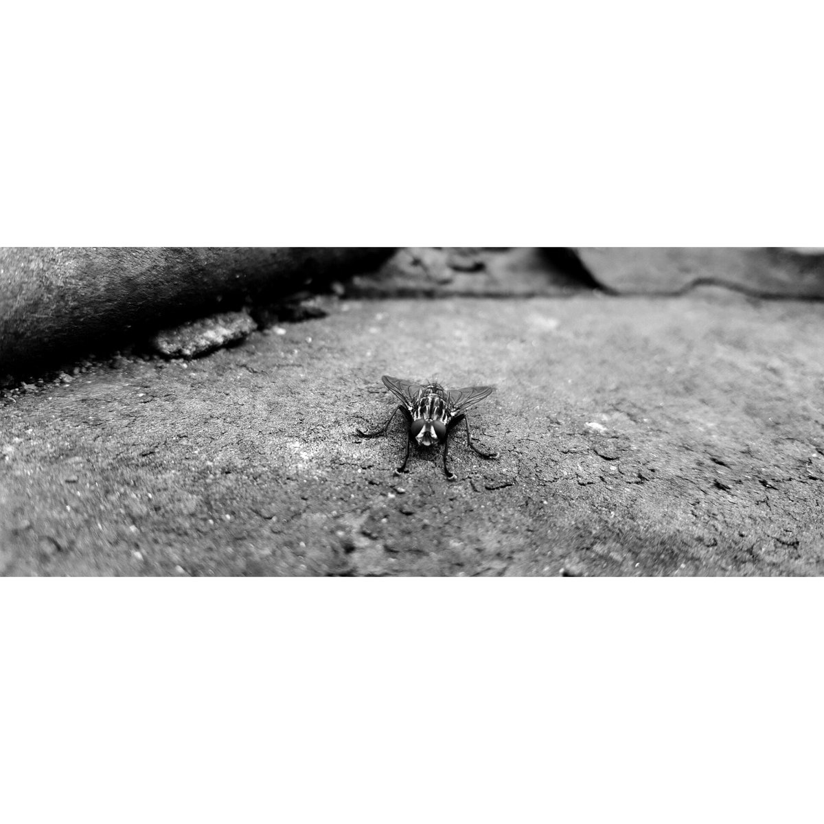 Brizy_kim's tweet photo. The flower doesn't dream for the bee. It blossom and the bee comes . #photography #PhotographyArt #photo #day_work #brizy_kim #blackandwhite https://t.co/skNaFWL4Nx