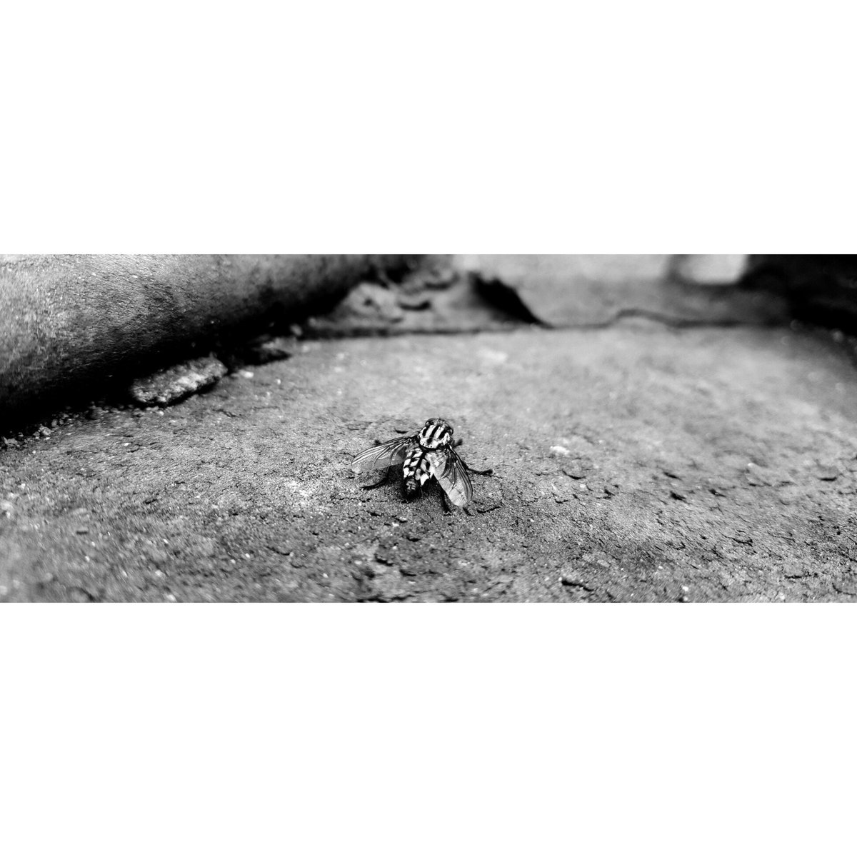 Brizy_kim's tweet photo. Float like a butterfly,
Sting like a bee .
#brizykim #day_work #blackandwhite #photography #Like https://t.co/tHa7PPaGk3
