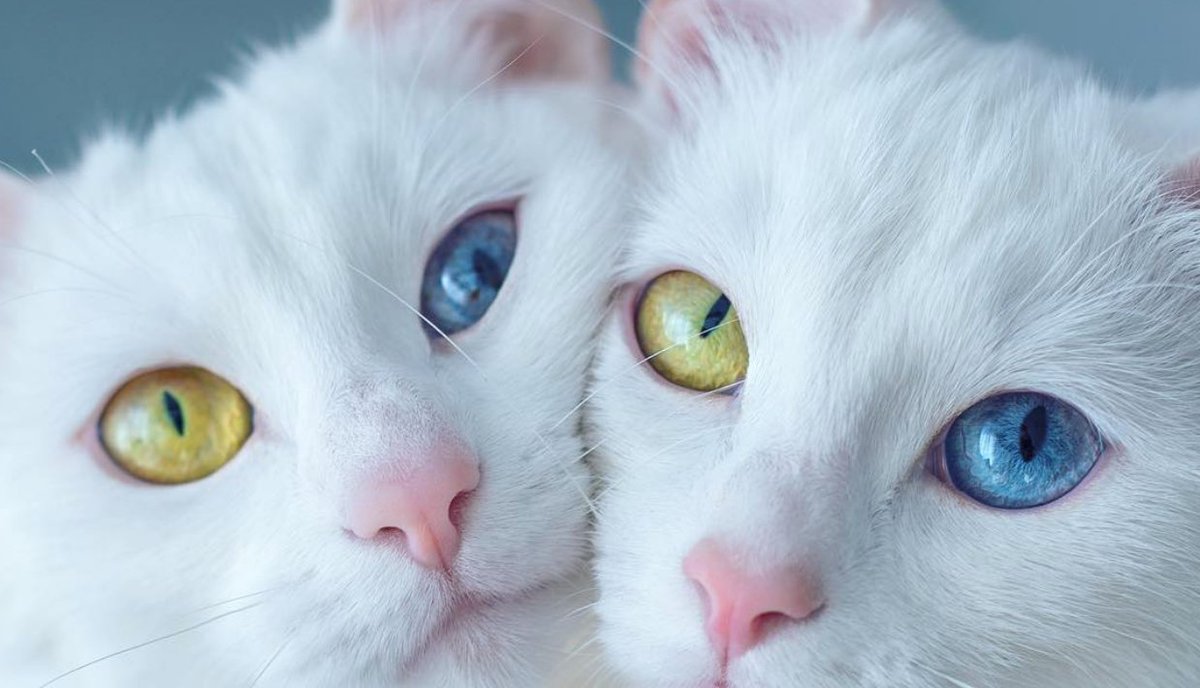 ハフポスト ライフ V Twitter オッドアイの双子の猫 左右で色が違う神秘的な瞳 世界を魅了 T Co Ftv0f3izrd