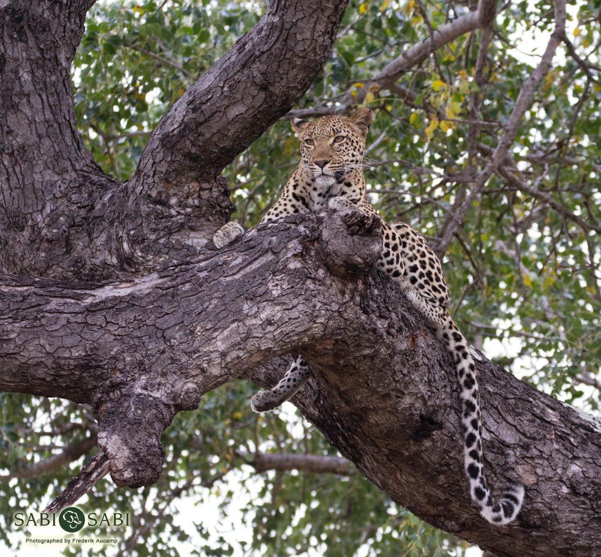 This female leopard enjoyed her morning as she relaxed up a big Marula tree. #leopard #safari #wildlife #traveltuesday