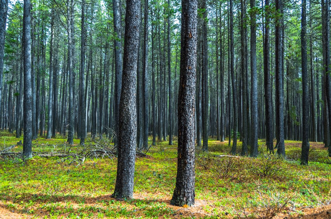 My happy place. Shhh...
@Saskatchewan @SaskParksandRec 
#cypresshills #saskparks #provincialpark #splendid_earth #pocket_trees #splendid_trees #gottalove_a_  #myhappyplace #optoutside #optoutdoors #wildernessexplorer #wildernessculture #spring_day  #total_trees #exploresask #sask