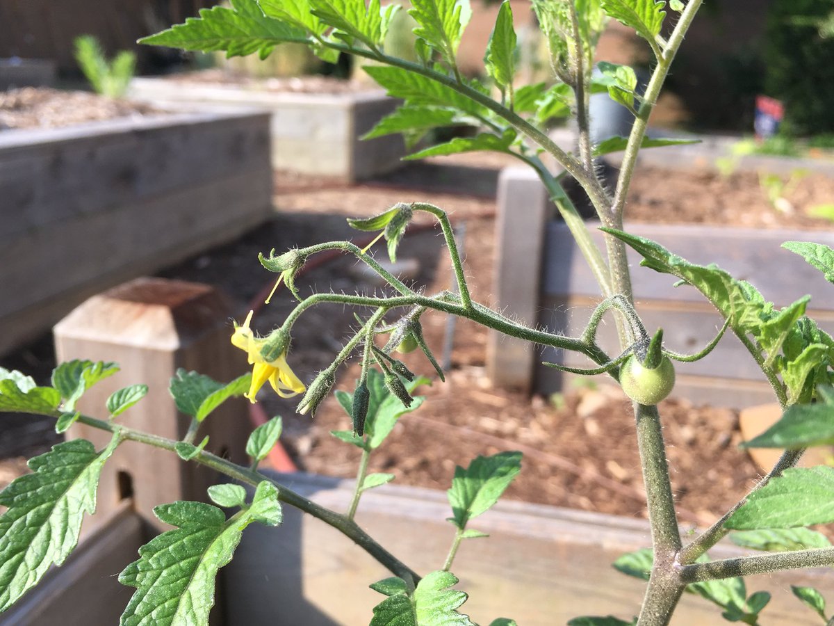 jhudsn's tweet photo. First fruits!  Tomatoes forming in  @ProvidenceDay Charger Gardens. Should be a good summer for donations to Friendship Trays! #pdschargers #pdserves https://t.co/YX3Bki5Vhy