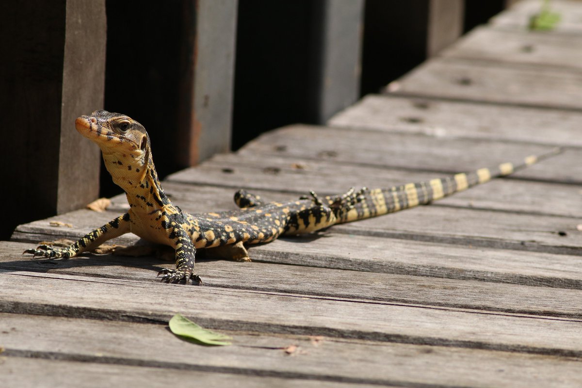 Swaminathan P Rt Heatthailand A Baby Monitor Lizard At Suanrotfai Only About 30cm Long But Will Be Much Much Bigger One Day T Co Oocofkl2s5 Twitter