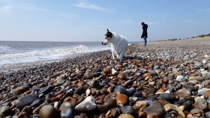 Just taken Poppy for a walk on the beech to try and relax - castings are fun but hectic! https://t.c<a href="/tag/mvsales"class="tags"><span>#mvsales</span></a>
