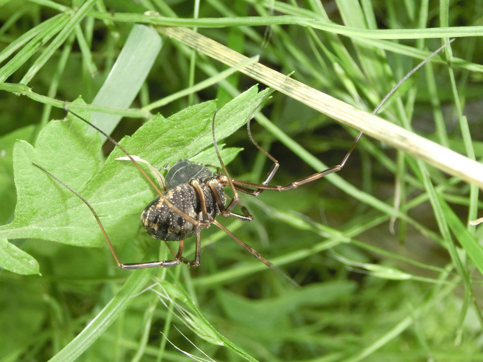 風信子 かのこ 何かすごいイカツイのがいたんですけど ゴホントゲザトウムシかな 昆虫 蜘蛛 ザトウムシ ゴホントゲザトウムシ T Co Bisvy Twitter