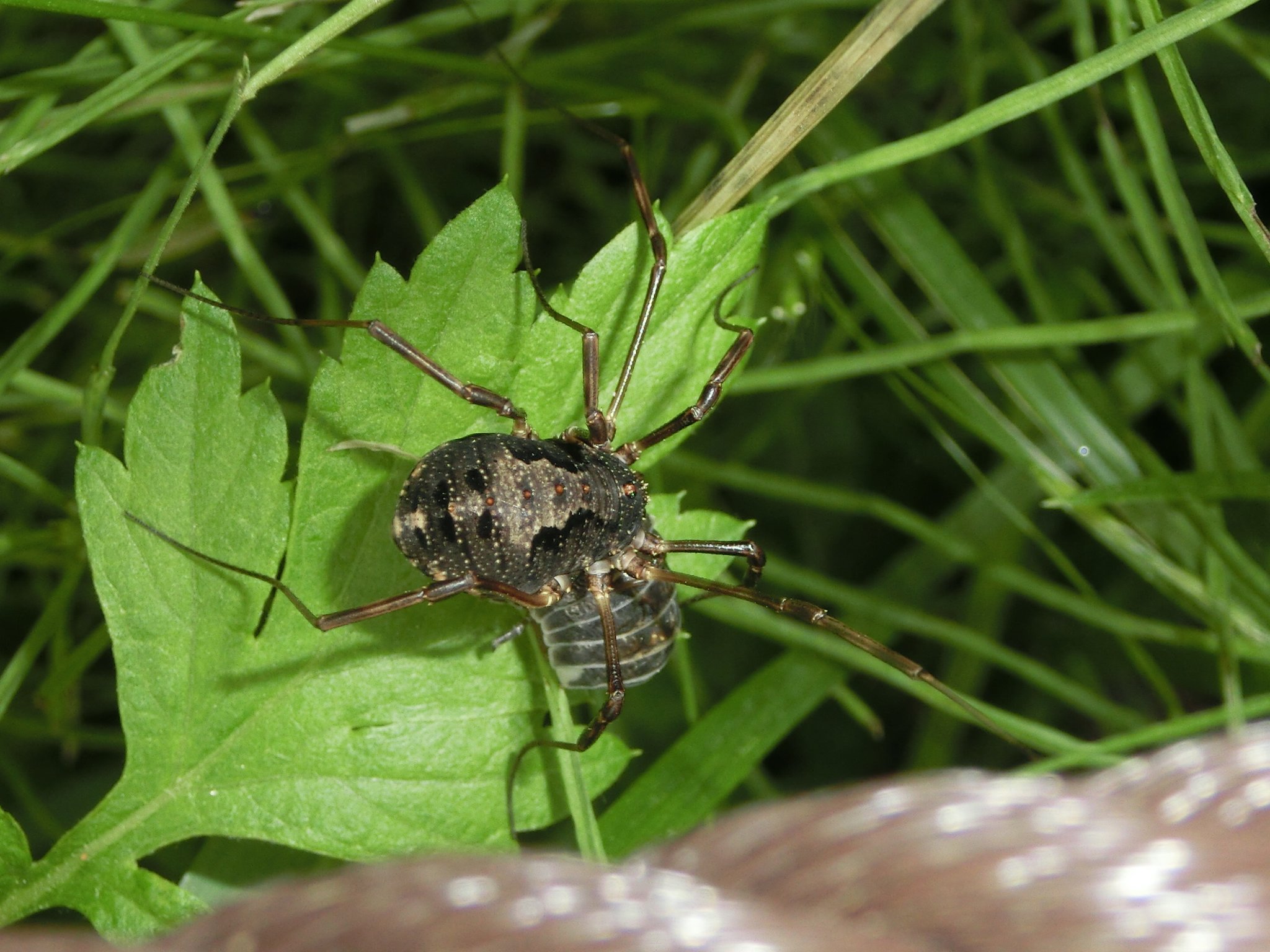 風信子 かのこ 何かすごいイカツイのがいたんですけど ゴホントゲザトウムシかな 昆虫 蜘蛛 ザトウムシ ゴホントゲザトウムシ T Co Bisvy Twitter