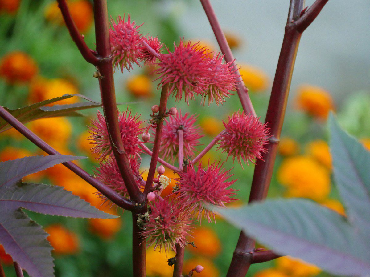 Back2NaturalUK's tweet image. The Castor Oil Plant is widespread throughout regions of the world. Its seed is the source of Castor Oil &amp;amp; is used to treat a variety of health conditions. Its prized as a natural skin care remedy &amp;amp; is ideal as a hair oil too. Our Castor Oil is 100% pure &amp;amp; cold pressed.