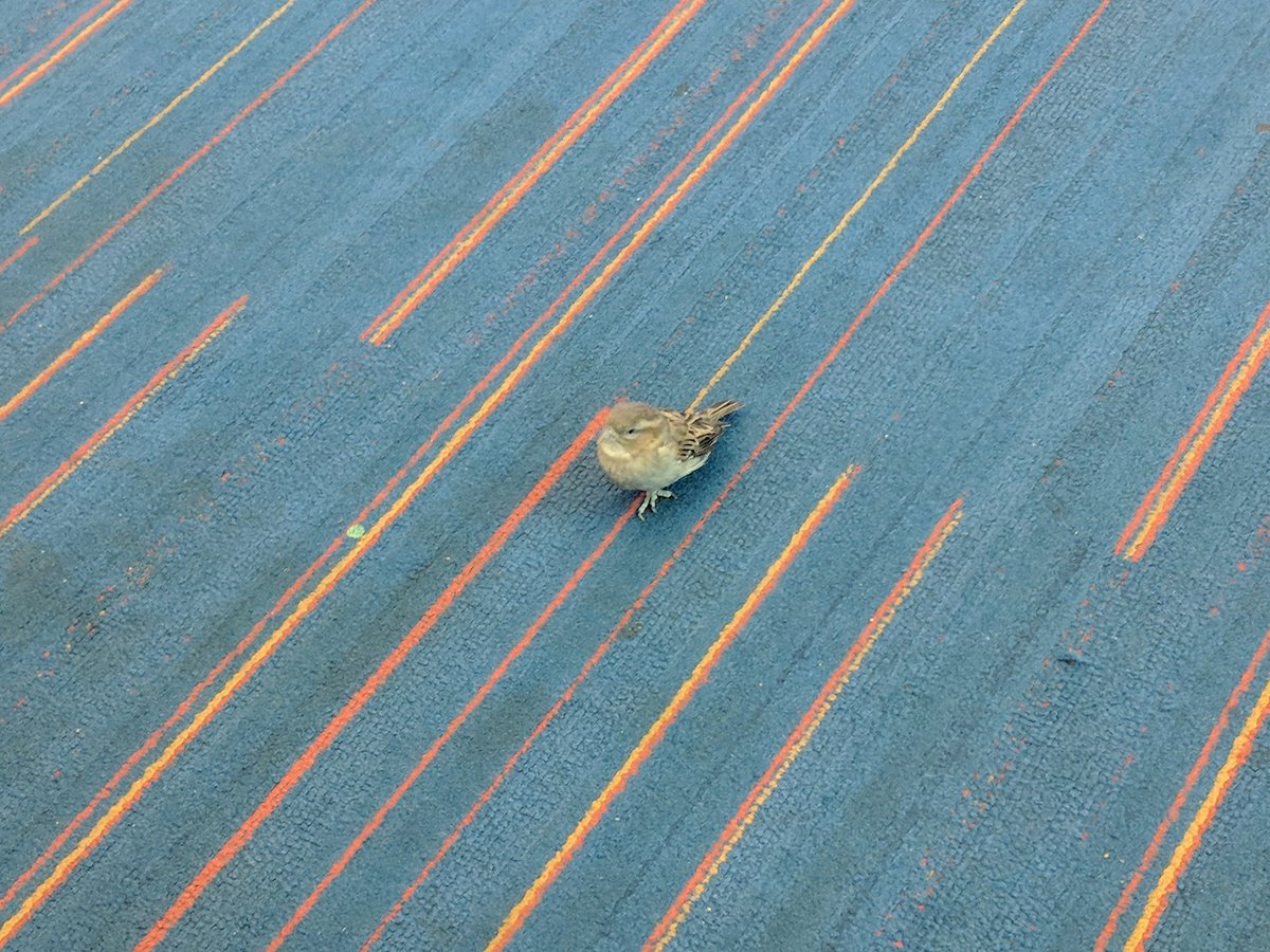 Sure.. I get patted down for wearing an undershirt but birds can come and go as they please in the airport