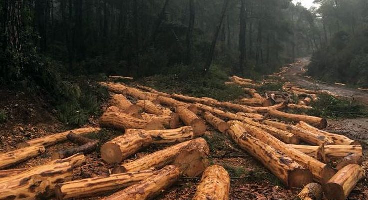 ‘Yazlık saray uğruna doğa katliamı’