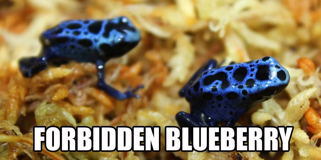 Erica_Odell1's tweet photo. Some of my favourite from #RebrandASpecies https://t.co/euKXUcr6eo