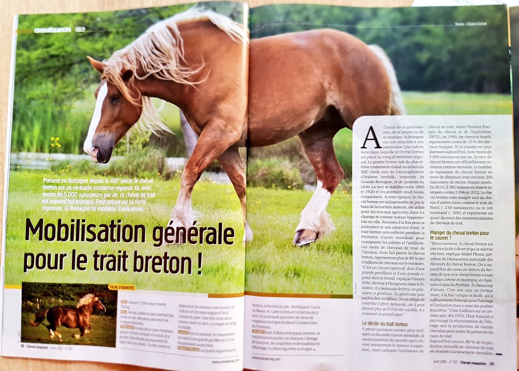 ClaireGriot's tweet photo. Portrait du Cheval Breton dans @ChevalMag, ce véritable emblème breton est aujourd'hui menacé. Découvrez la mobilisation de la région Bretagne pour le maintenir dans le paysage 👌 @regionbretagne #chevalbreton #chevalmag https://t.co/zvohX2D63L