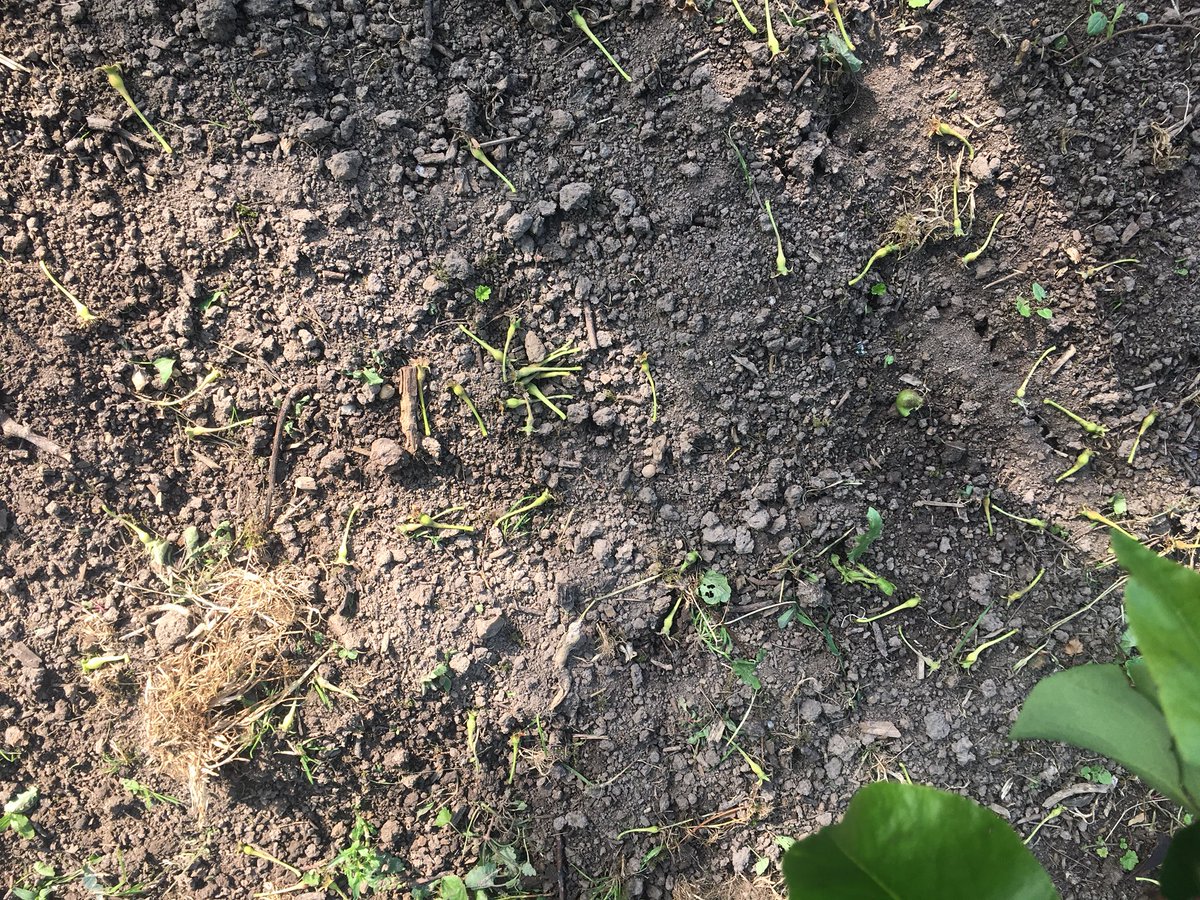 ralfnotermans's tweet image. Goede zetting en mooie  schifting #bio conference peren met @PHC_PlantHealth #Vitalefruitteeltlimburg