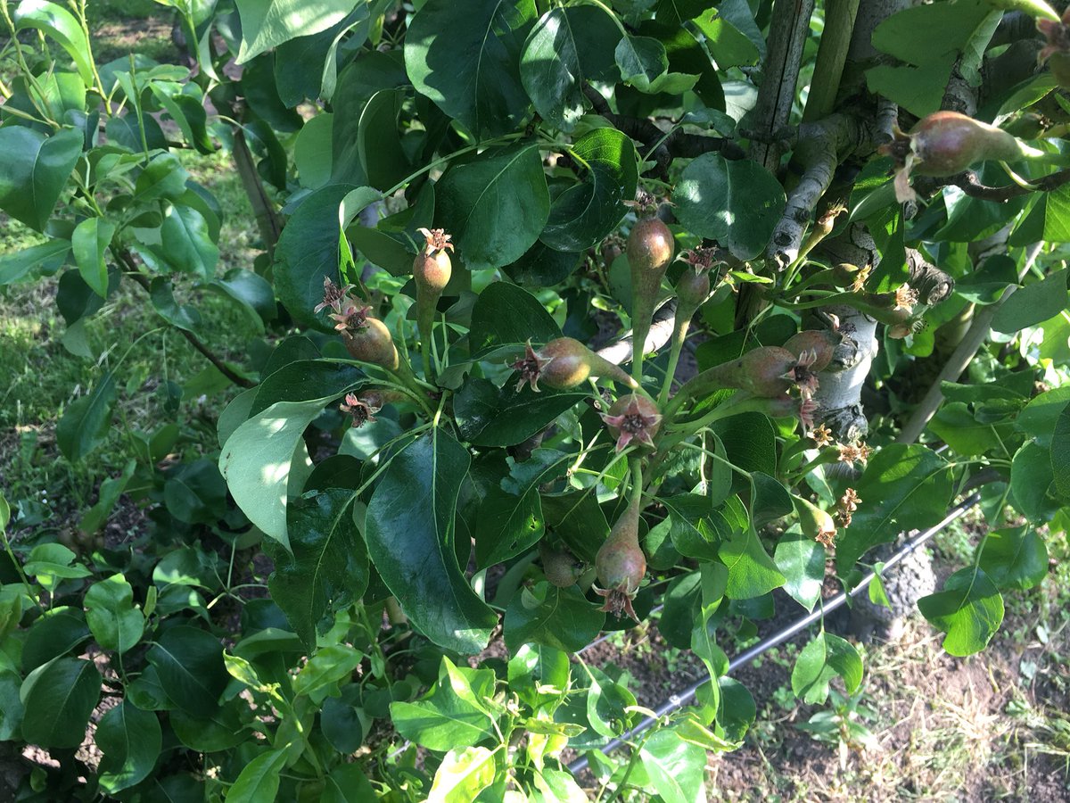 ralfnotermans's tweet image. Goede zetting en mooie  schifting #bio conference peren met @PHC_PlantHealth #Vitalefruitteeltlimburg