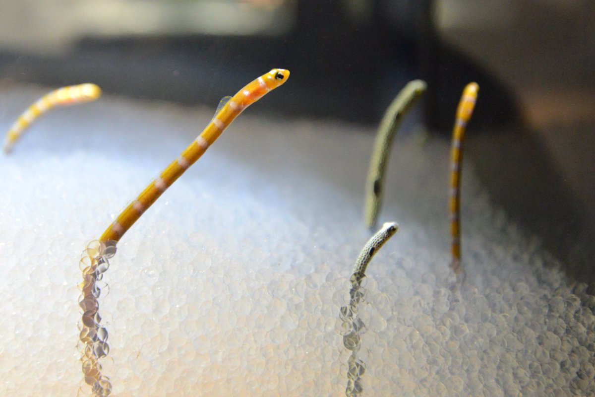 Nifrel ニフレル 公式 Pa Twitter ビヨーンと伸びたり 曲がったり 艸 チンアナゴ 近くでみたら 目がクリクリ ちなみにオレンジのは ニシキアナゴ ニフレル T Co Zsumylp5mk Twitter