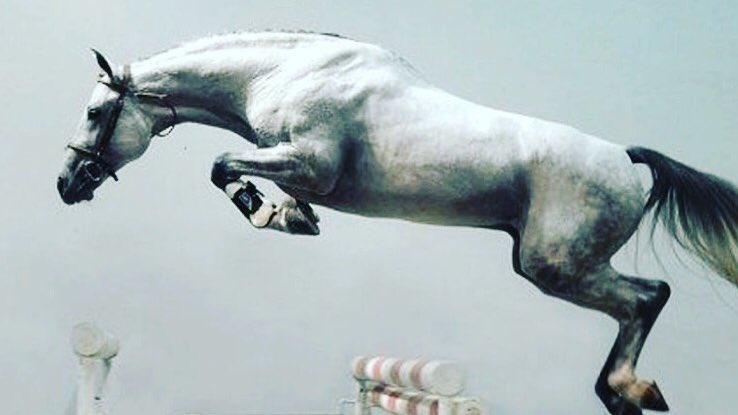 Searching for your next star? Horsescout.com | All horses | All disciplines | Getting Horses Sold! #TuesdayMotivation #Equestrian #Horsescout