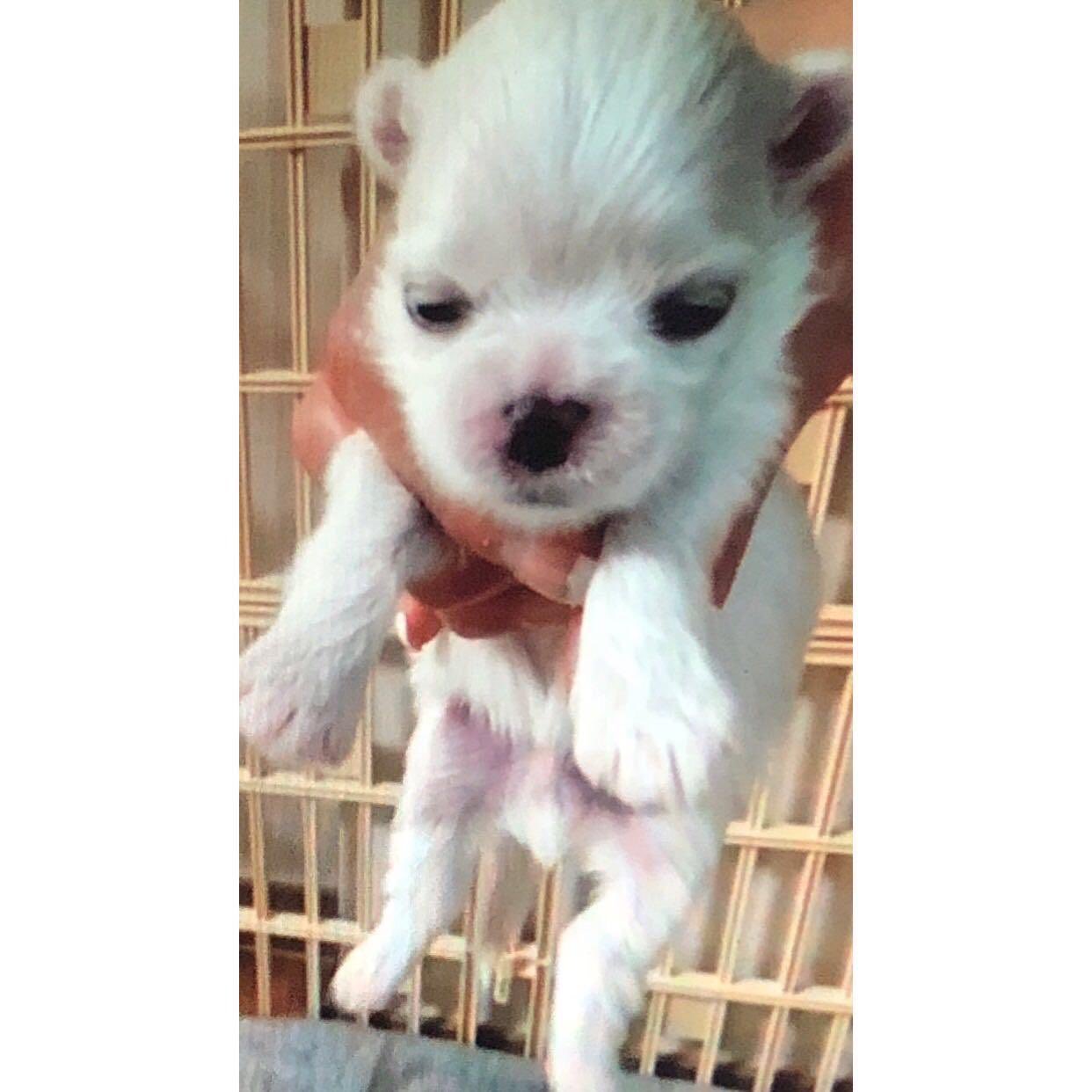 Happy Birthday to Jisoo\s baby and Lisa\s enemy, Dalgom~ 
