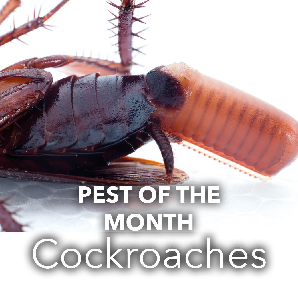The females of all those cockroaches classed as pests produce egg cases or ootheca. The eggs hatch in the case and nymphal cockroaches emerge from them. #PestOfTheMonth #Cockroaches #PestControl