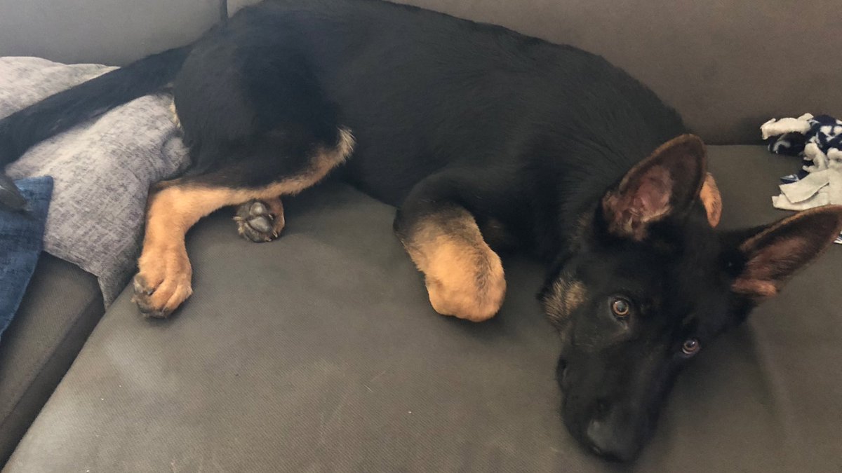 ChrisYoungMusic's tweet photo. I love this little dude... I guess he can sit on the couch sometimes 🤷🏻‍♂️🤷🏻‍♂️ https://t.co/eWLa2JHTa6