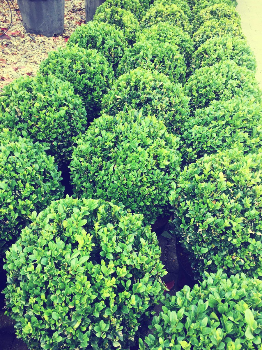 EDGardensUK's tweet image. Buxus sempervirens, Common box makes a fabulous formal hedge for a partially shady site, an excellent backdrop for traditional herbaceous borders. Use box balls to create rhythm and structure in a border. #boxballs #buxus #planting #gardendesign ow.ly/nUGu30hB4SS
