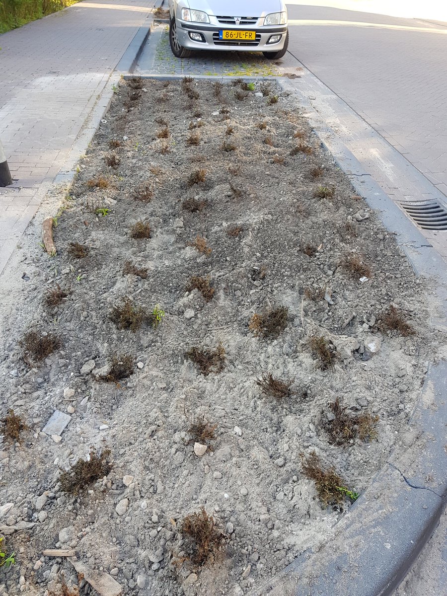 JoorKitchen's tweet photo. @Gem_Rijswijk duurzaamheid in de gemeente Rijswijk? Gisteren zijn 5 borders vol dode planten aangeplant in onze wijk (@RijswijkBuiten), want dan zou de gemeente denken dat ze na aanplanting dood zijn gegaan en de opdracht opnieuw uitzetten bij AH vrij (verhaal vd hovenier) https://t.co/f3PFwC5D1H