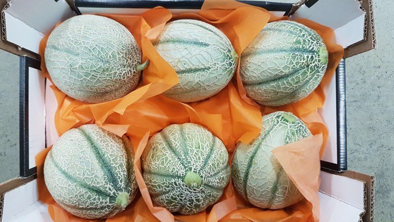 MilanoFreshSrl's tweet photo. Cantaloup Melons from Sicily directly to you: we serve all of Northern Europe! #sweet #Meloni #Sicilia #Export #Italian #fruit #Vegetables https://t.co/HuZa9KQkeR