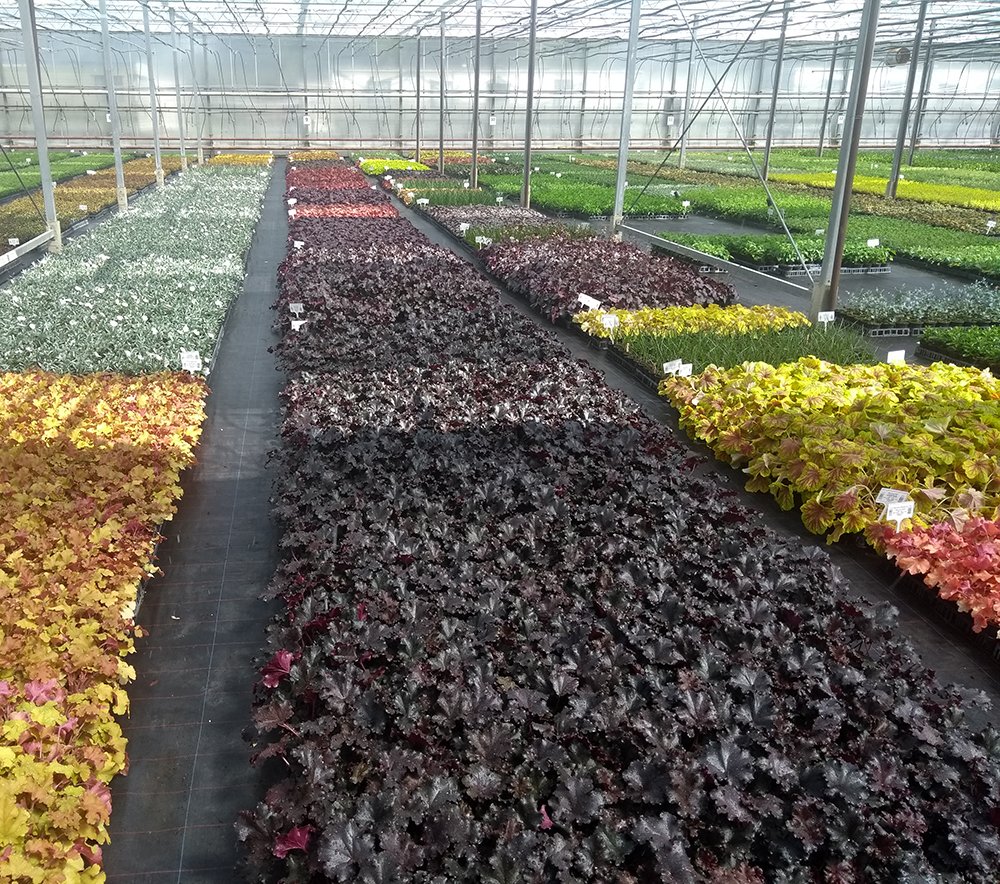 NeweyPPL's tweet photo. Look at these fantastic Heuchera liners! We've got a whole selection of new varieties in our new 2019 catalogue which will be released in June... keep your eyes peeled! 🌱👀
#heucheras #lovelyliners #horticulture https://t.co/v1jeCtNbTG