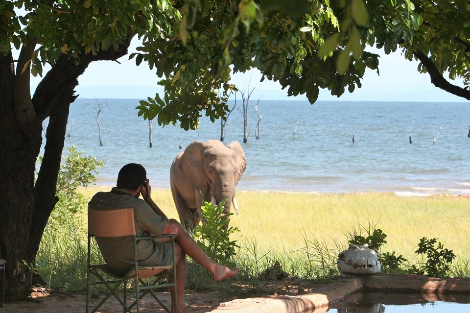 KaribaHolidays's tweet photo. The setting for this scene is #RhinoSafariCamp on the shores of #LakeKariba. Close encounters with nature! A safe and yet interactive experience with our wildlife. #VisitKariba #visitzimbabwe #ZimNandi #KnowingTouch https://t.co/KypEXiajc8
