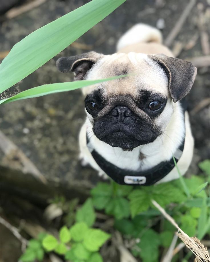 flipstendros's tweet photo. How cute is @puglife_of_chichi? ... "100% nature girl 🌱🐶" · · · #instapug #picoftheday #pugoftheday #puppy #pug #pugsofinstagrame #dogs #pugpuppies #pawsomepugs #cute #pugsnotdrugs #puglove #dog #pugs #puglovers #pugsofig #smilingpugs #pugstagram… https://t.co/vWRlp7Kv3f https://t.co/qraIv4Yv0o