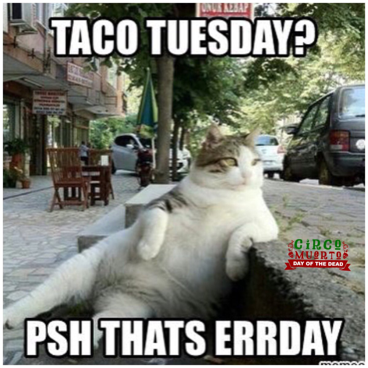 CircoMuerto's tweet photo. Errday. Winners never quit, and quitters never win. 
#circomuerto #cat #lazycat #tacotuesday #taco #meme #errday #everyday #dontquit #winner #winnersneverquit https://t.co/XQykkzGOla