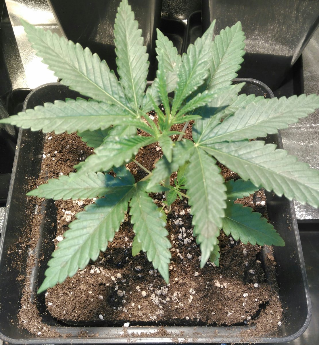 TricomitoS's tweet photo. @PhiloSeeds @alchimiaGrow @Apez140 @BuscandoMaria @BarragansMaria @el_tirandela @golloelcogollo @SandrinePlanta @HCannabicas @barbatesa Vergonzoso... #StopCensura mucho ánimo #PhiloTeam 💪
#IAmCannabis https://t.co/NcVfVgnTzY