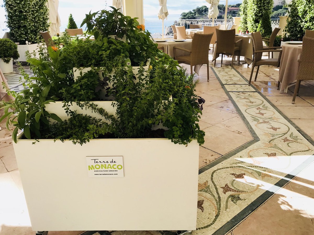 Notre tour d’aromates au restaurant le Vistamar dans l’hôtel Hermitage vous attend avec du soleil et une magnifique vue... ! 🌱🌱🌱🇮🇩🌱🌱🌱#agricultureurbaine