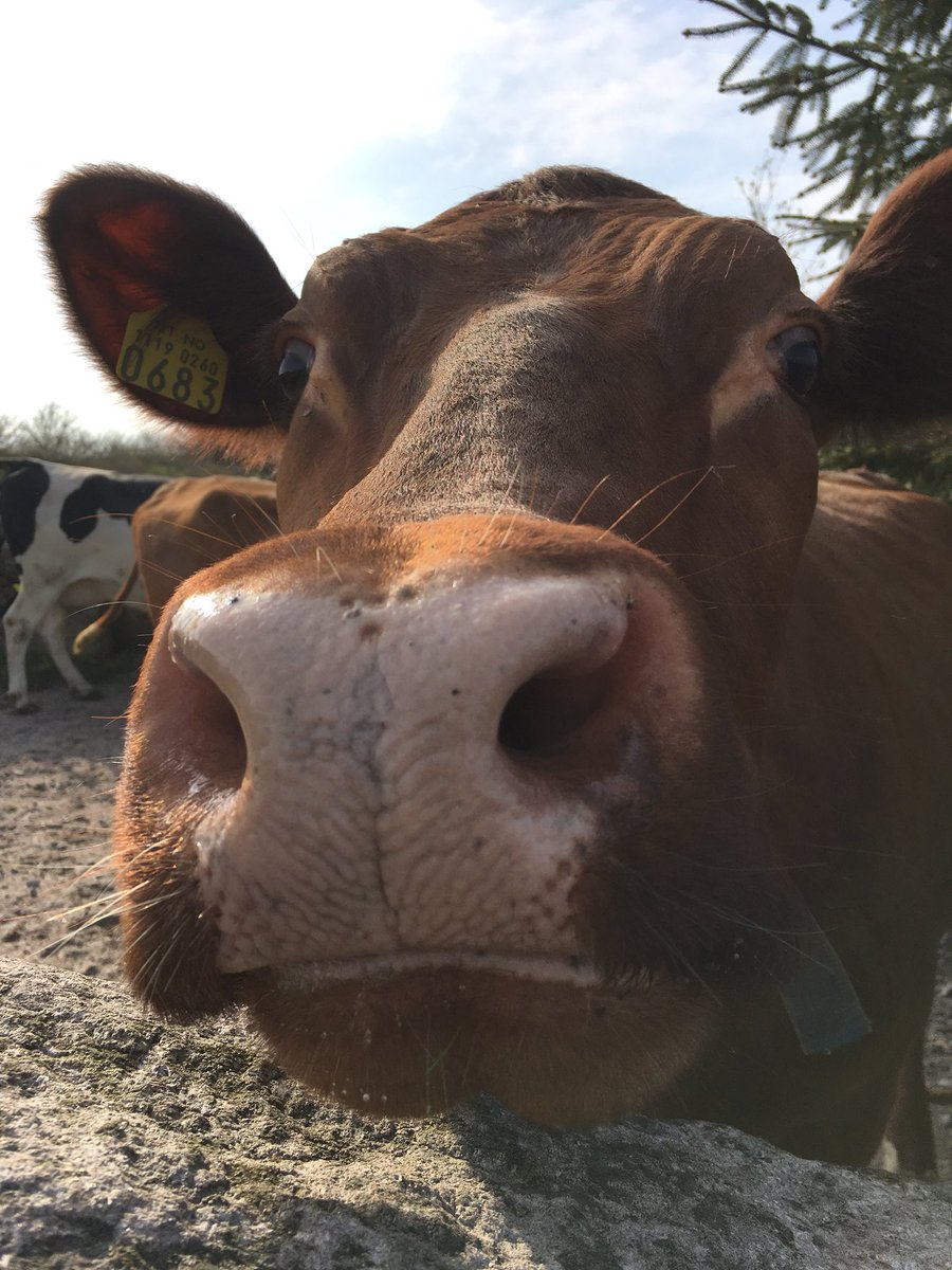 Æ dar fleire så trenge stikka nasen oppi landbruksforhandlingane? Varte dæ snart enighet tru? <a href="/NorgesBondelag/">Norges Bondelag</a> <a href="/Smabrukarlaget/">Småbrukarlaget</a>