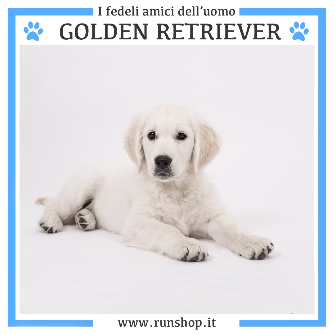 VideoRunshop's tweet photo. Docile, simpatico, dolcissimo e particolarmente attraente è il GOLDEN RETRIEVER!..." Scopri tutto sulla razza canina con il documentario DVD disponibile sul sito https://t.co/2m6KJVlZ5B #goldenretriever #Golden https://t.co/UHBRkQOKj4