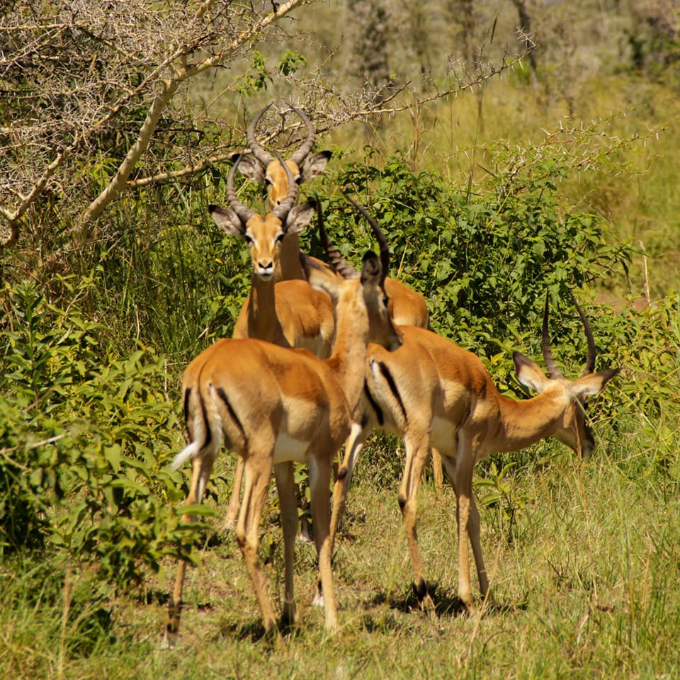 RusingaFestival's tweet photo. #Throwback - Images captured at the Ruma National Park during #RusingaFest2017 by the lovely @Canduh_ ! ❤️❤️❤️
#TembeaWestern
#MagicalKenya https://t.co/ZqrGmn8S3w