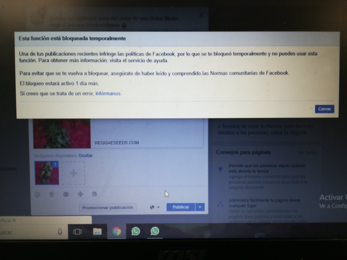 ReggaeSeeds's tweet photo. Facebook censura el #cannabis ⚠️
Una sola imagen, un strike.
En plena era de la normalización del uso de la planta, atrás como los cangrejos.
#StopCensuraCannabica https://t.co/xAK4KK2RRL