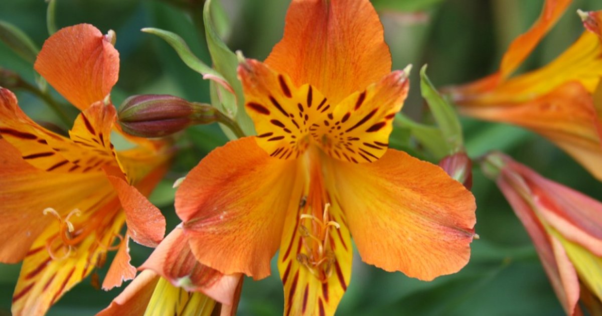BBCGWLive's tweet photo. If you're struggling with alkaline or chalky soil, head to the @WyevaleGC Solutions Garden at #BBCGWLive to find out how many species, including Lavender, Ceanothus, Buddleja, Alstroemeria and Campanulas, could be spot on for your garden > https://t.co/fyUwOOcRcO #gardenjourney https://t.co/b9bzU0JYNl