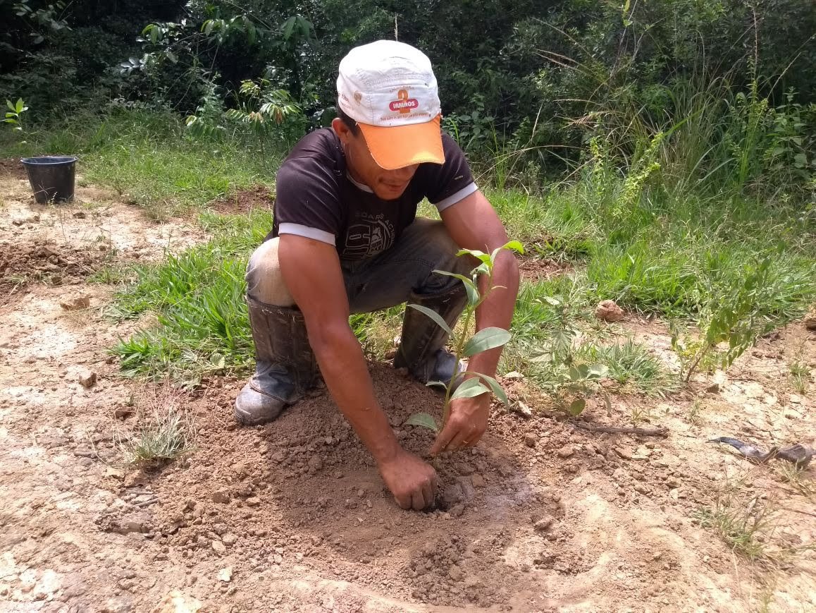 Ecosia tweet media
