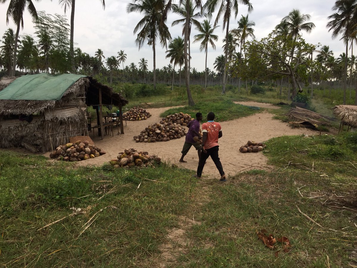 agrisolos's tweet photo. #coconut collecting Barada Sofala #Mozambique https://t.co/Uiy8oEVT8l