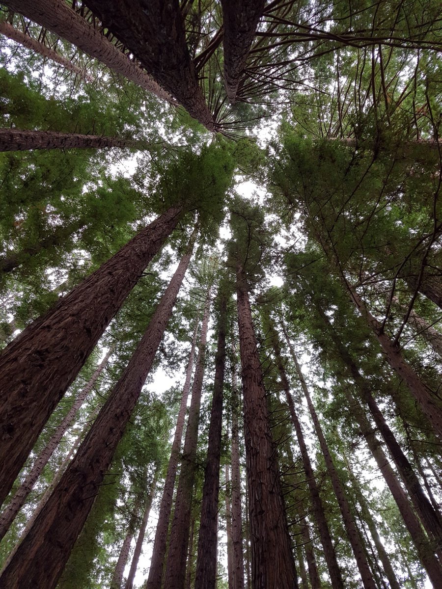 styn_van's tweet photo. Who knew Year 6 students could organise their own excursion, including destination, risk benefit, itinerary, booking buses, letters to parents, activities, permission forms, toilet stops &amp; the result.. an inspiring day appreciating and connecting with nature at the Redwood Forest https://t.co/Qkd2mojDRW