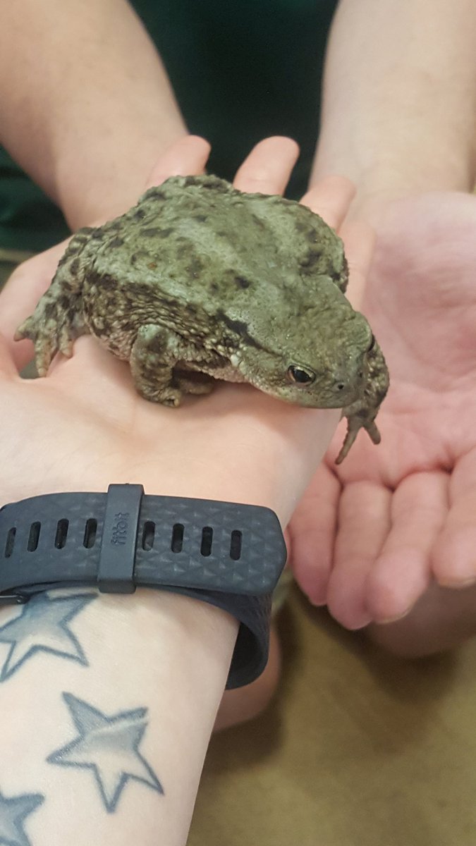 Hazel@Foxfield tweet media